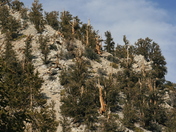 Bristlecone Pine Forest