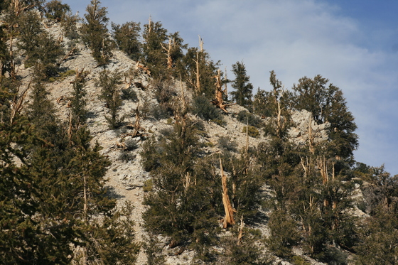 Bristlecone Pine Forest