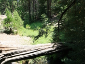Giant Sequoia Natioanl Park