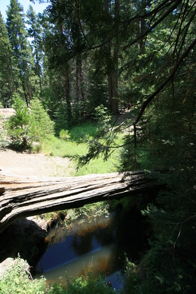Giant Sequoia Natioanl Park