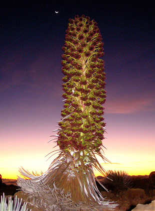 Haleakala National Park