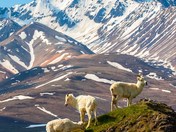 Denali National Park