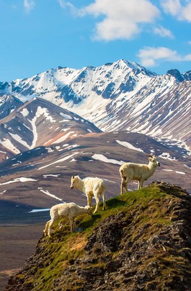 Denali National Park