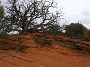 Arches National Park