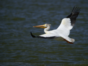 Tule Lake National Wildlife Refuge