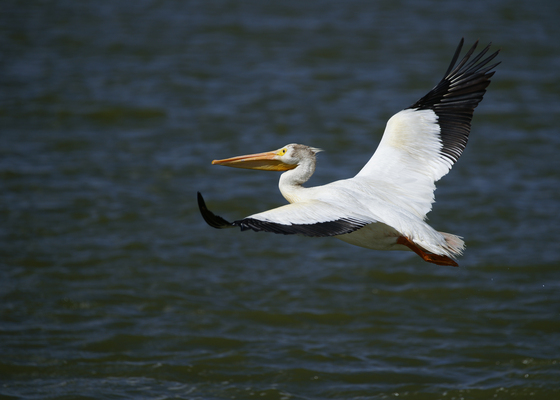 Tule Lake National Wildlife Refuge