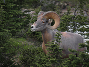 Glacier National Park
