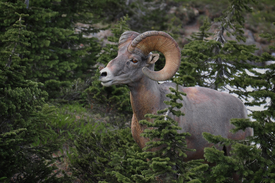 Glacier National Park