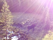 Roosevelt National Forest