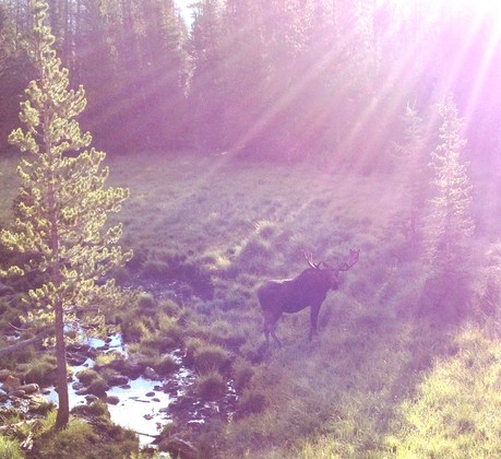 Roosevelt National Forest