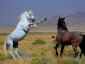 West Desert Utah