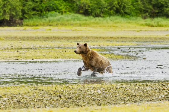 Katmai National Park