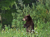Glacier National Park