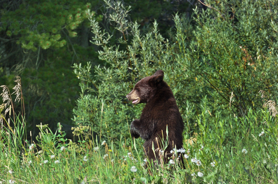 Glacier National Park