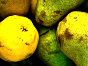 Pears
