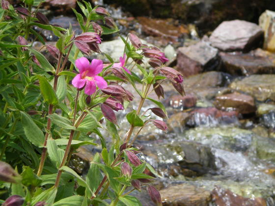 Glacier National Park