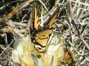 Teddy Roosevelt National Park