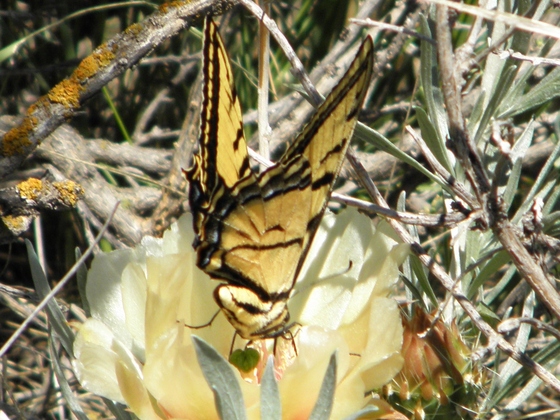 Teddy Roosevelt National Park