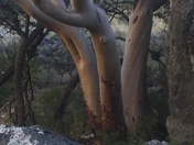 Guadalupe Mountains