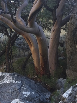 Guadalupe Mountains