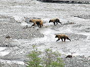 Denali National Park