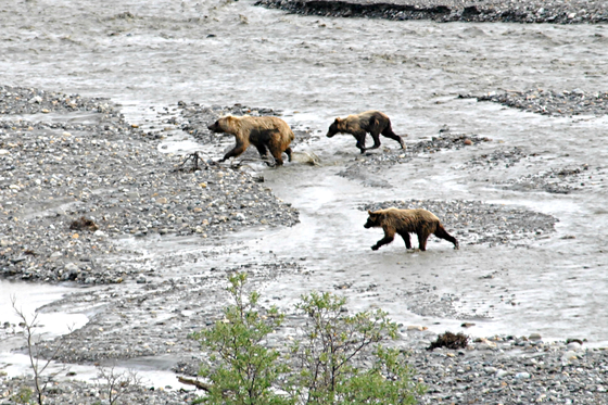 Denali National Park