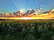 Sunset and Sunflower