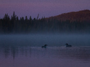 Early Morning Loons