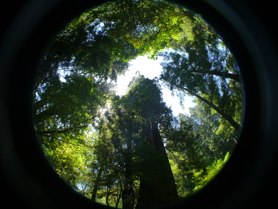 Muir Woods National Monument