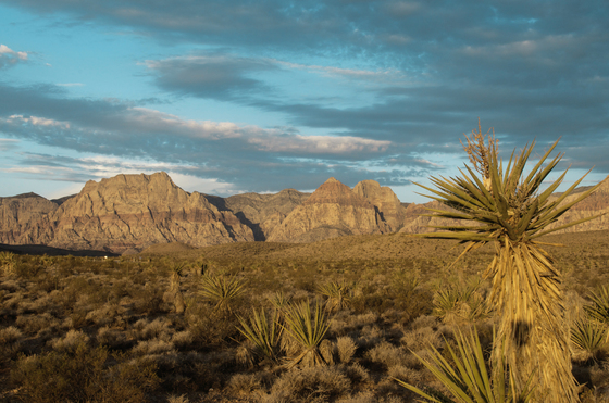 Red Rock Canyon National Consevation Area