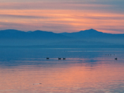 Sonny Bono. Salton Sea National. Wildlife Refuge