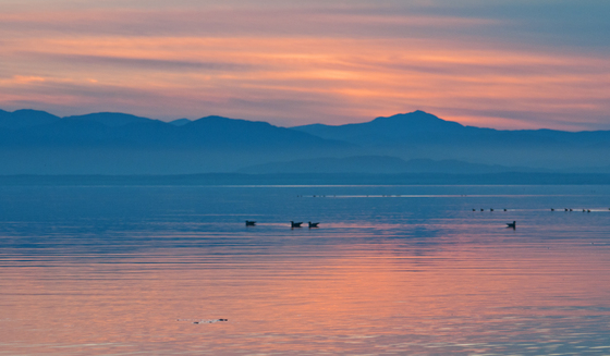 Sonny Bono. Salton Sea National. Wildlife Refuge