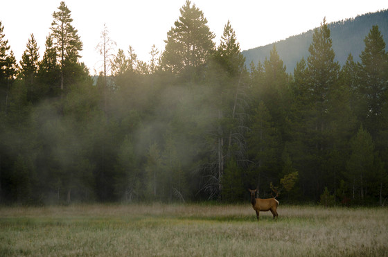 Yellowstone