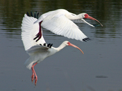 Everglades National Park