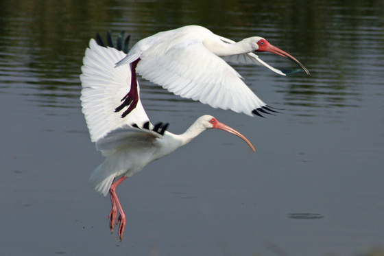Everglades National Park