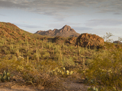 Saguaro National Park West