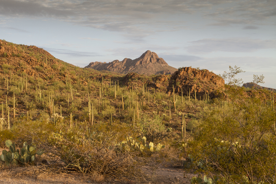 Saguaro National Park West
