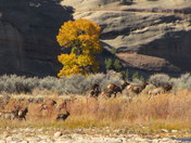 Dinosaur National Monument
