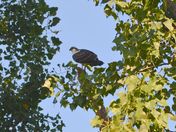 Taking a Rest from the Nest 2