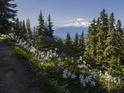 Goat Rocks Wilderness
