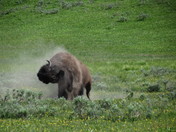 Yellowstone National Park