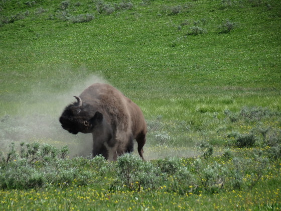 Yellowstone National Park