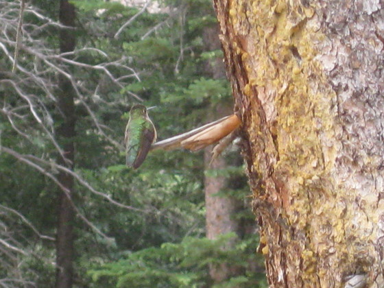 Wimenuche Wilderness