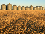 Morning on the wheat fields