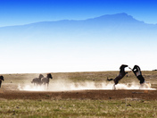 Cedar Mountain HMA BUREAU OF LAND MANAGEMENT