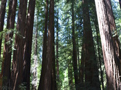 Muir Woods National Park