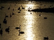 On Golden Pond