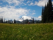 mount rainer / tipsoo trail 
