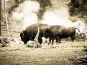 Yellowstone National Park