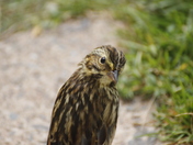 Bird though the window